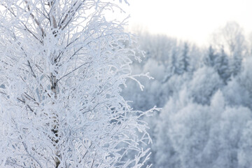 Frosty Birch branches on a cold winter day in Estonia, Northern Europe	