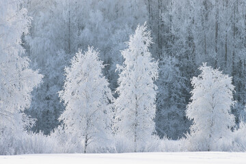 Frosty Birch trees and bushes on a snowy field in Estonia, Northern Europe