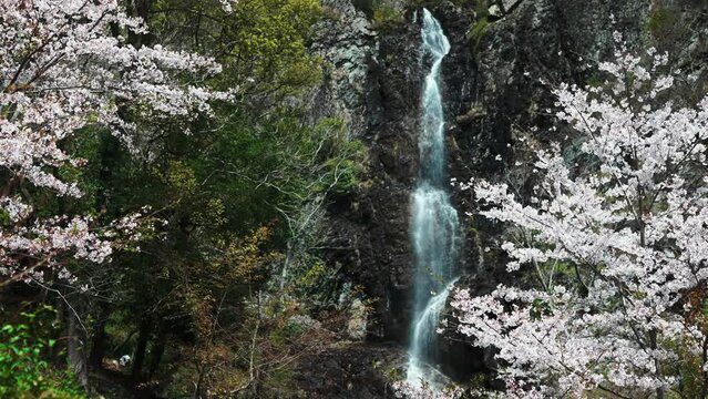桜と滝の和風イメージ映像