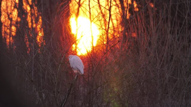 Western Cattle Egret Bubulcus Ibis wild bird perched on the branch of a tree. Sunrise golden hour in the background. A cosmopolitan species of heron found in warm-temperate zones.