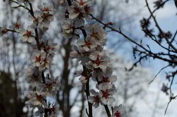 Almond flowers Prunus dulcis on a tree on a Sunny day in garden