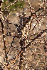 Selective focus on a dry branch with a lot of snails attached to the stem of the branch. 