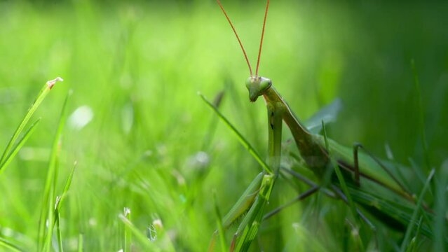 Close-up of a praying mantis on green grass. Praying mantis is an insect that belongs to the order Mantodea