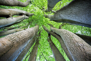An unusual perspective lookinng up into the canopy of some beech trees in ancient woodland - obrazy, fototapety, plakaty