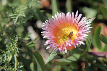 Fototapeta premium Close up of a Hottentot fig flower, Caesarea Israel 