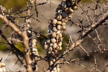 Selective focus close up of a rout of snails on a dry bush.