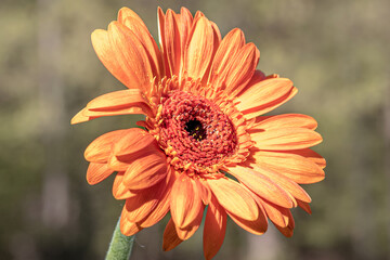 orange gerbera flower