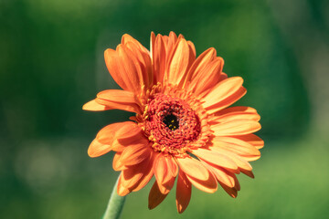 orange gerbera flower