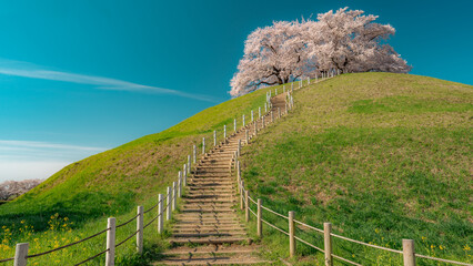 桜咲く丘