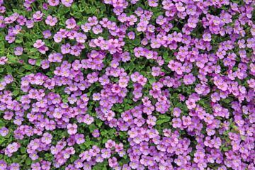 Fototapeta premium Wall covered in Purple rock cress, Cromford Derbyshire 