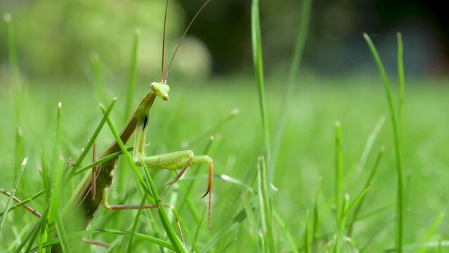 Close-up of a praying mantis on green grass. Praying mantis is an insect that belongs to the order Mantodea