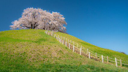 桜咲く丘3
