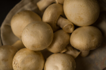 Fototapeta premium Fresh champignon mushrooms on a towel on a dark background, ready for cooking.