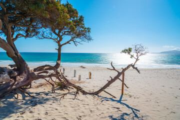 White sand and pine trees in Maria Pia beach on a sunny day