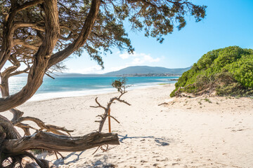 Pine trees and white sand in Maria Pia beach