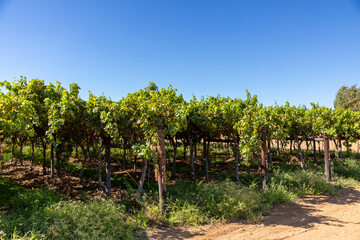 Fototapeta na wymiar Rows of young grape vines in vineyard and weeds on the ground.
