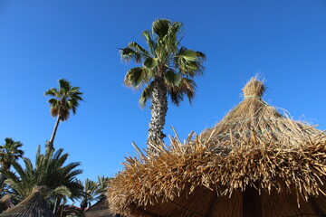 Caribbean straw sunroof on a blue sky and palm trees background in the sun