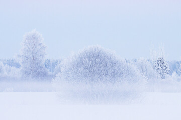 Willows and Birch trees on a really cold winter evening with mist and frost in Estonia, Northern Europe