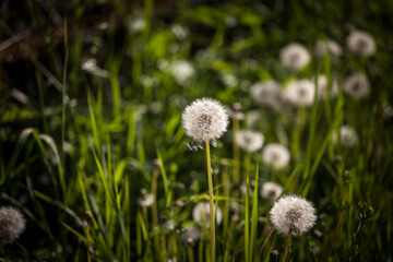 Selective blur on white fluffy dandelion flowerheads, dried, with seed ready to be spread in the air, in summer, in a field. Also called Taraxacum, it's a species of flowers. ....