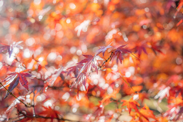 雨上がりの紅葉たち