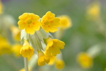 Common cowslip (Priumula veris) flower spring 