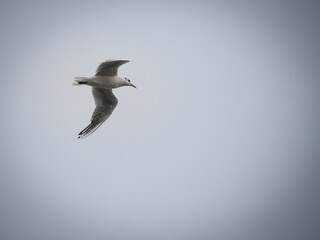 Obraz premium Seagull flying alone in a grey sky at dusk, a Black headed gull on its winter white plumage, also called chroicocephalus ridibundus in Serbia...