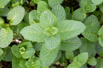 Spanish Mint (Mentha spicata 'Spanish') © Danny