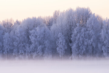 Stunning frost-covered mixed forest in Estonia during a cold winter day