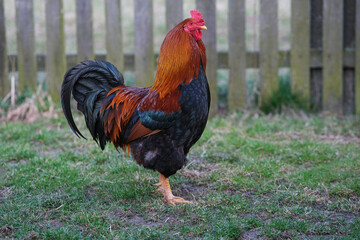 A red and black rooster walks in the garden. 