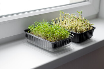 Close-up of broccoli and mung micro greens growing in a plastic container.