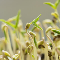 Fresh green mung bean sprouts.