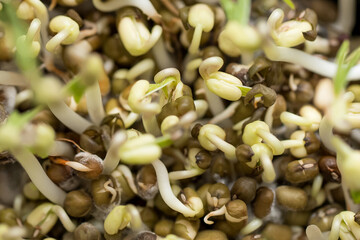 Micro greens, grains and sprouted mung sprouts, healthy organic plants, micro greens for salad, the concept of healthy nutrition.