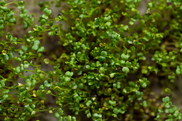 Fototapeta na wymiar Close-up of micro greens broccoli growing on a linen mat.