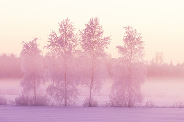 Frosty Birch trees during a colorful and truly beautiful wintry sunset with mist in Estonia, Northern Europe