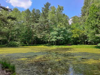 Beautiful summer day in a park with pond