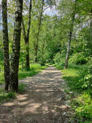 Path among trees in a green summer park