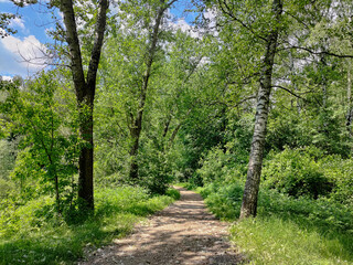 Fototapeta na wymiar Path among trees in a green summer park