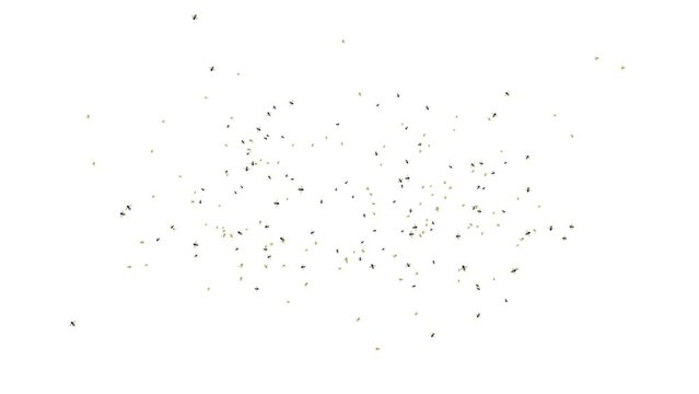 Hundreds of bees flying around creating a swarm Loop Green screen Background. Working bee flying on honey. Hobby and hobby concept with flying bees in sunshine. Health and business concept.