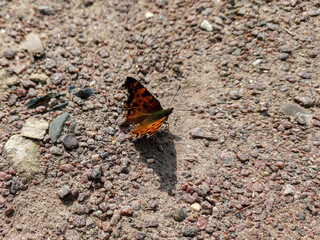 Green comma butterfly sitting on a ground