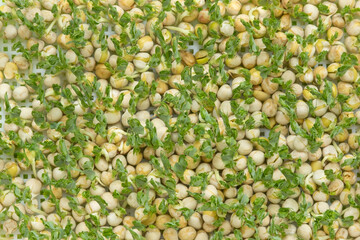 Sprouted grains of peas, top view. New life, background, texture. Microgreens in a special tray. Healthy food, vitamins and fiber