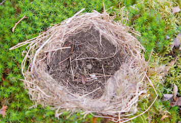 bird nest