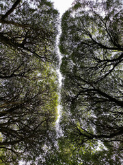 View to sky divided by trees