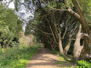 Path among the trees in a park