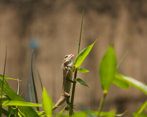 Closeup view of a Chameleon holding on to bamboo shoot