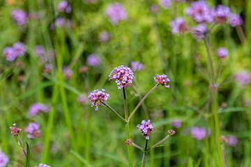 Close up photo of blooming Verbena flowers