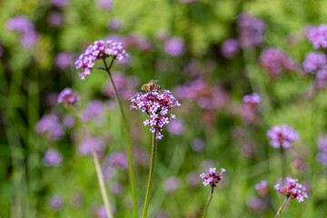 Honey bee gathering pollen on a Verbena flowers
