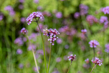 Honey bee gathering pollen on a Verbena flowers