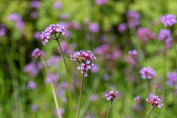 Honey bee gathering pollen on a Verbena flowers