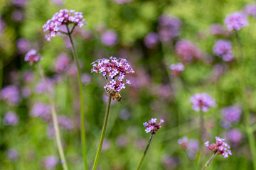 Honey bee gathering pollen on a Verbena flowers