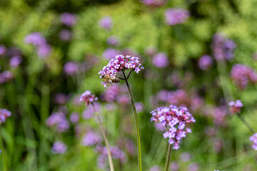 Honey bee gathering pollen on a Verbena flowers